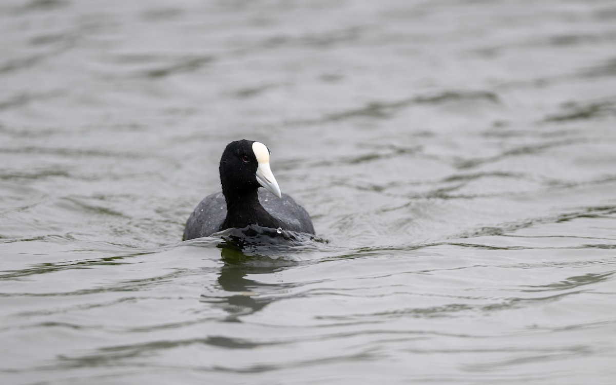 Slate-colored Coot - ML645485080