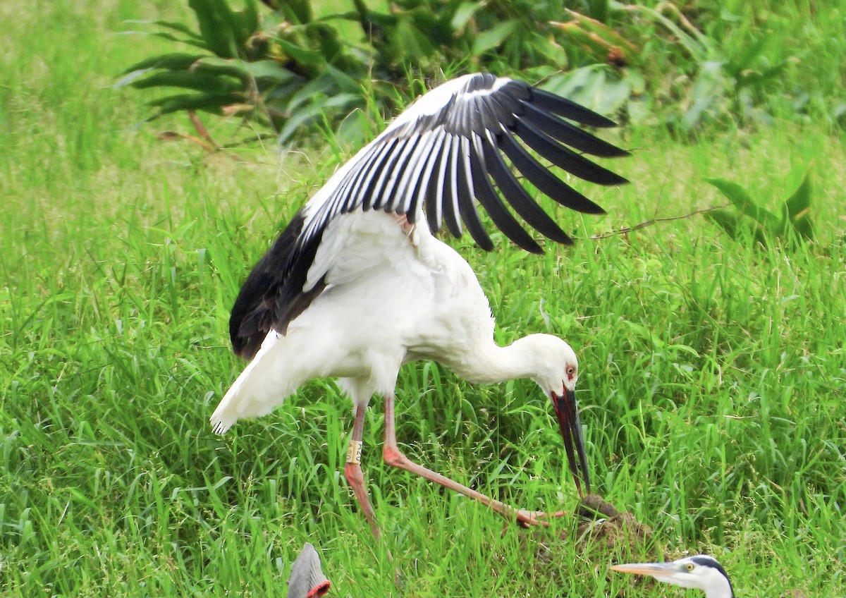 čáp východní - ML645485082