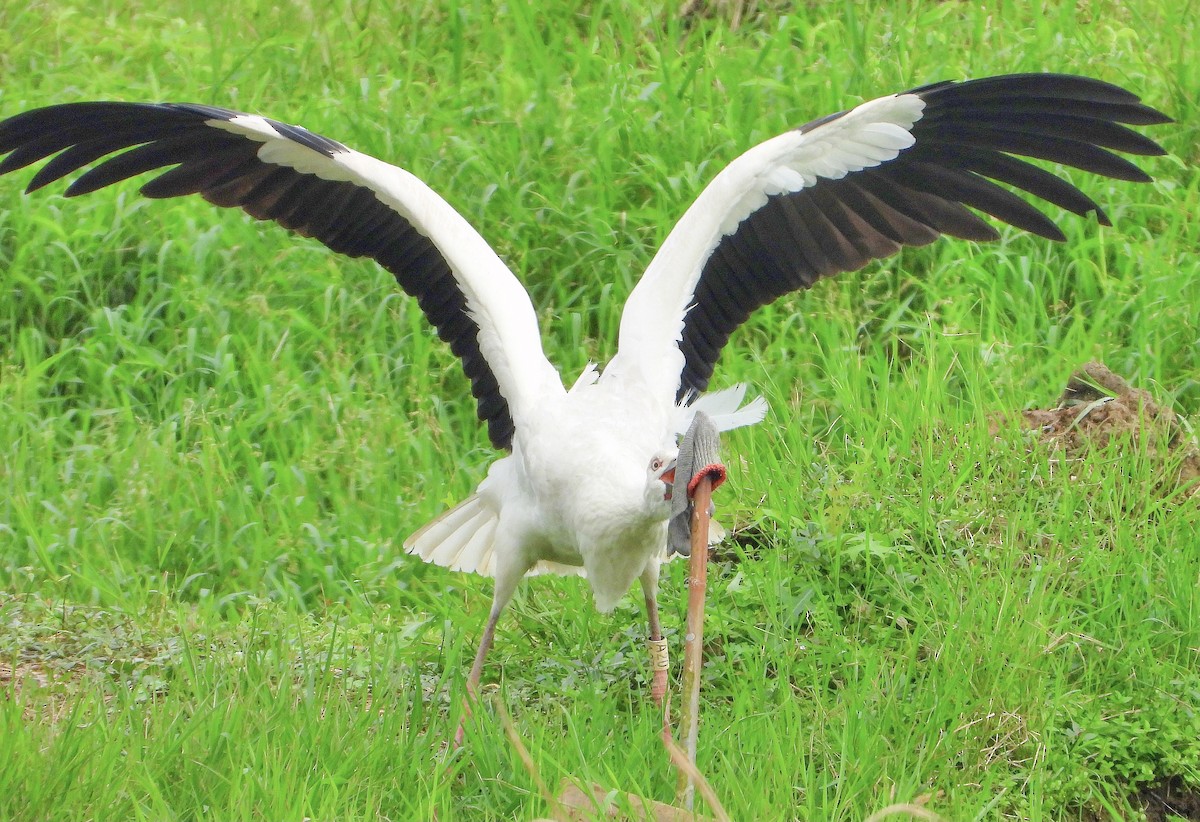 čáp východní - ML645485083