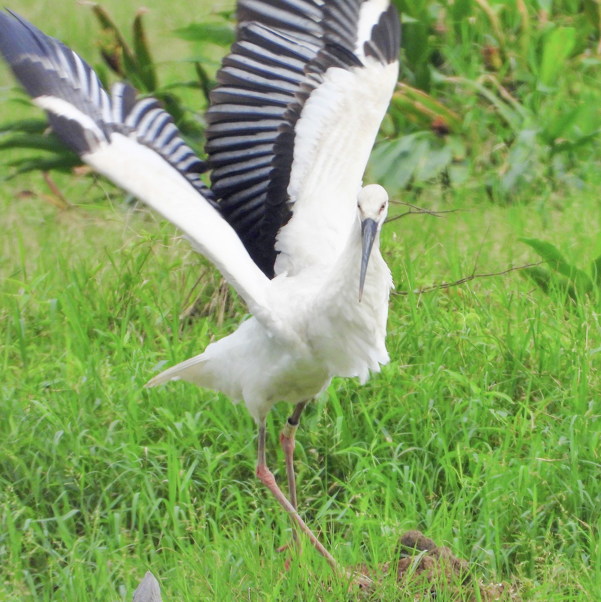 čáp východní - ML645485084