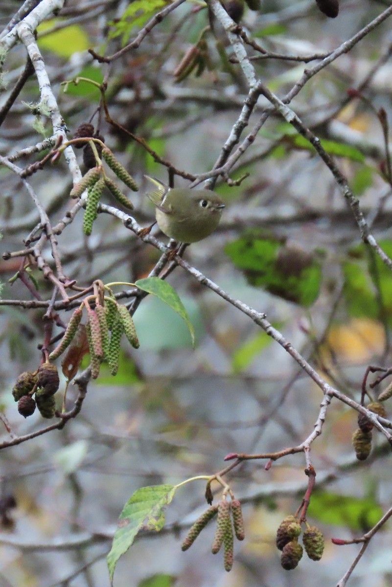Ruby-crowned Kinglet - ML645485085