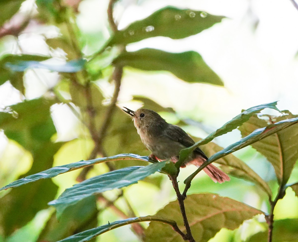 Large-billed Scrubwren - ML645485098