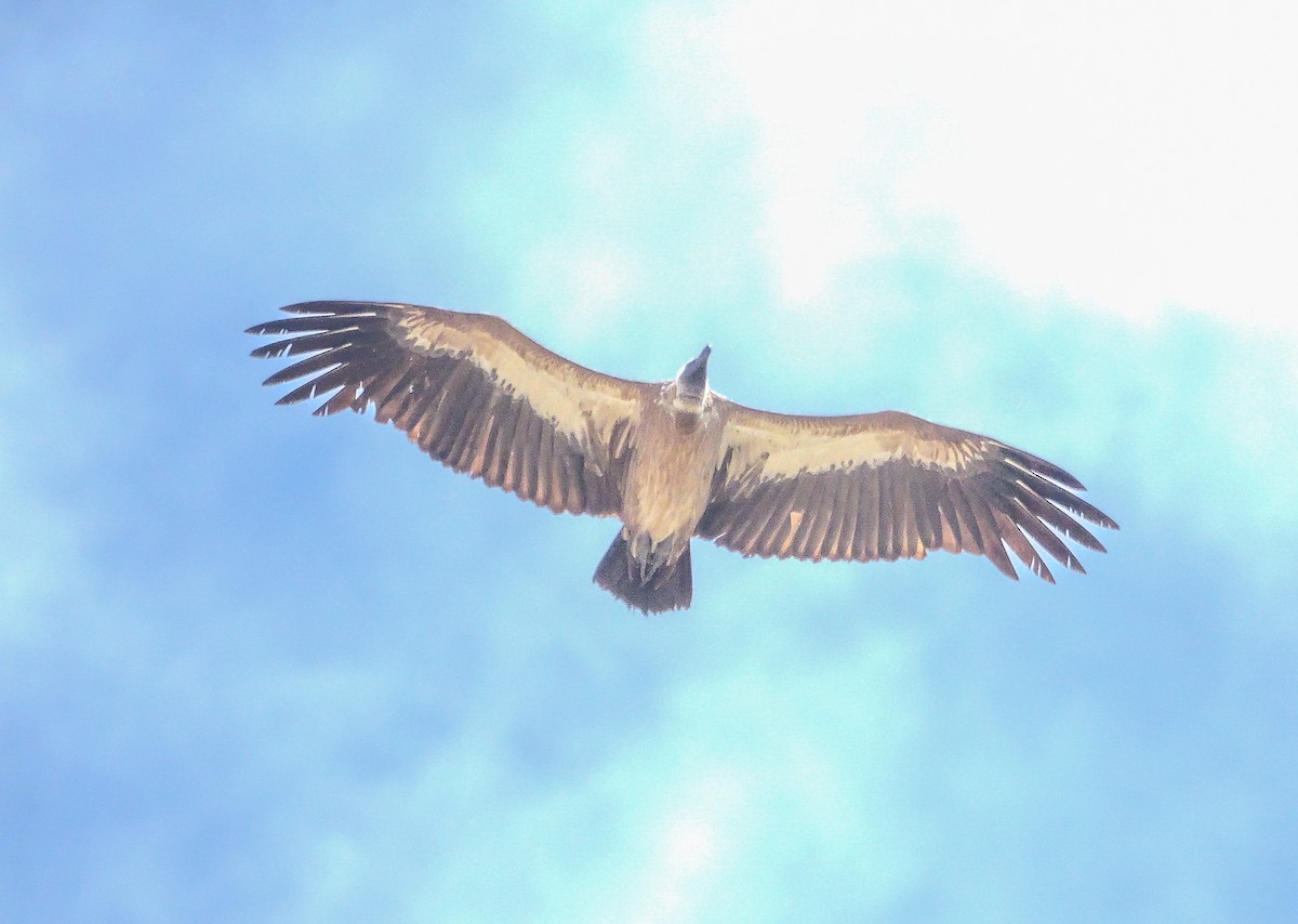 Buitre Dorsiblanco Africano - ML645485101