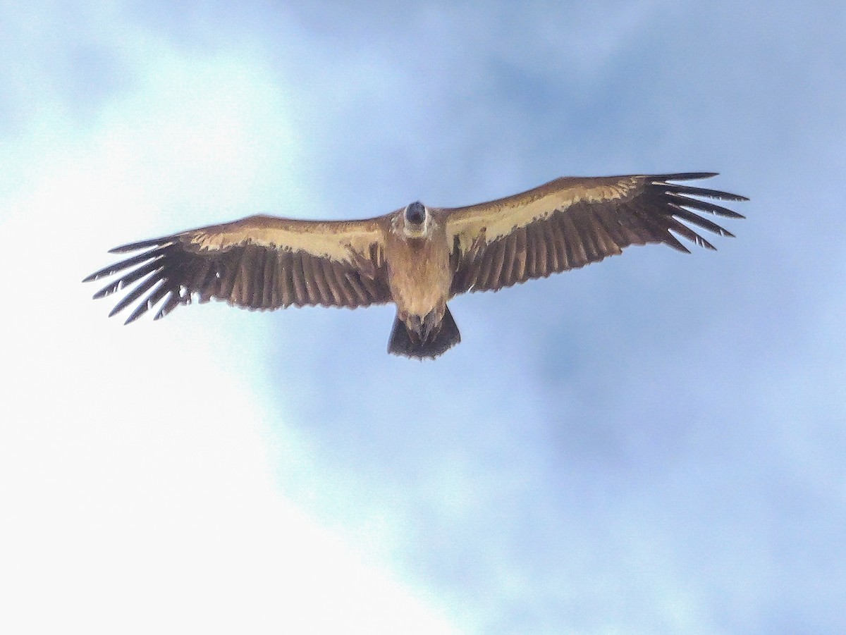 Buitre Dorsiblanco Africano - ML645485102