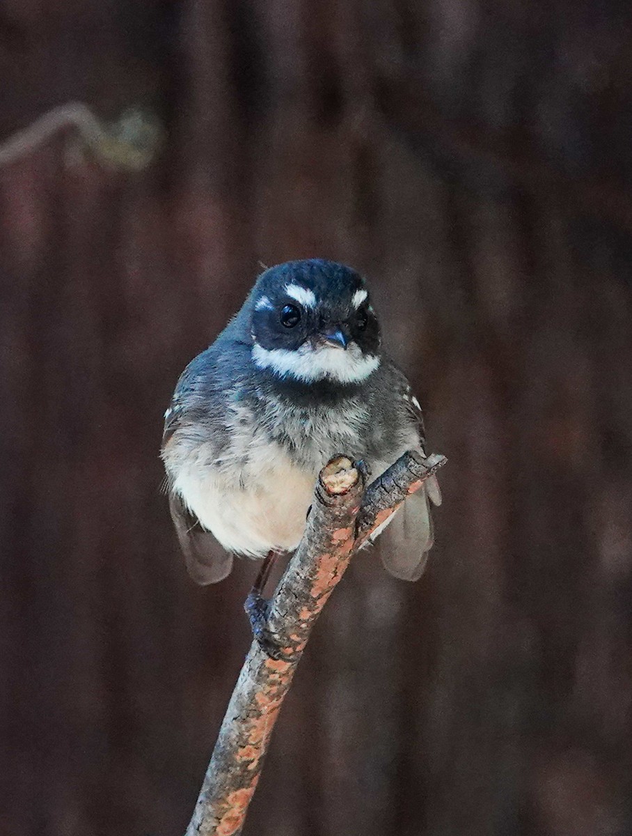 Gray Fantail - ML645485107