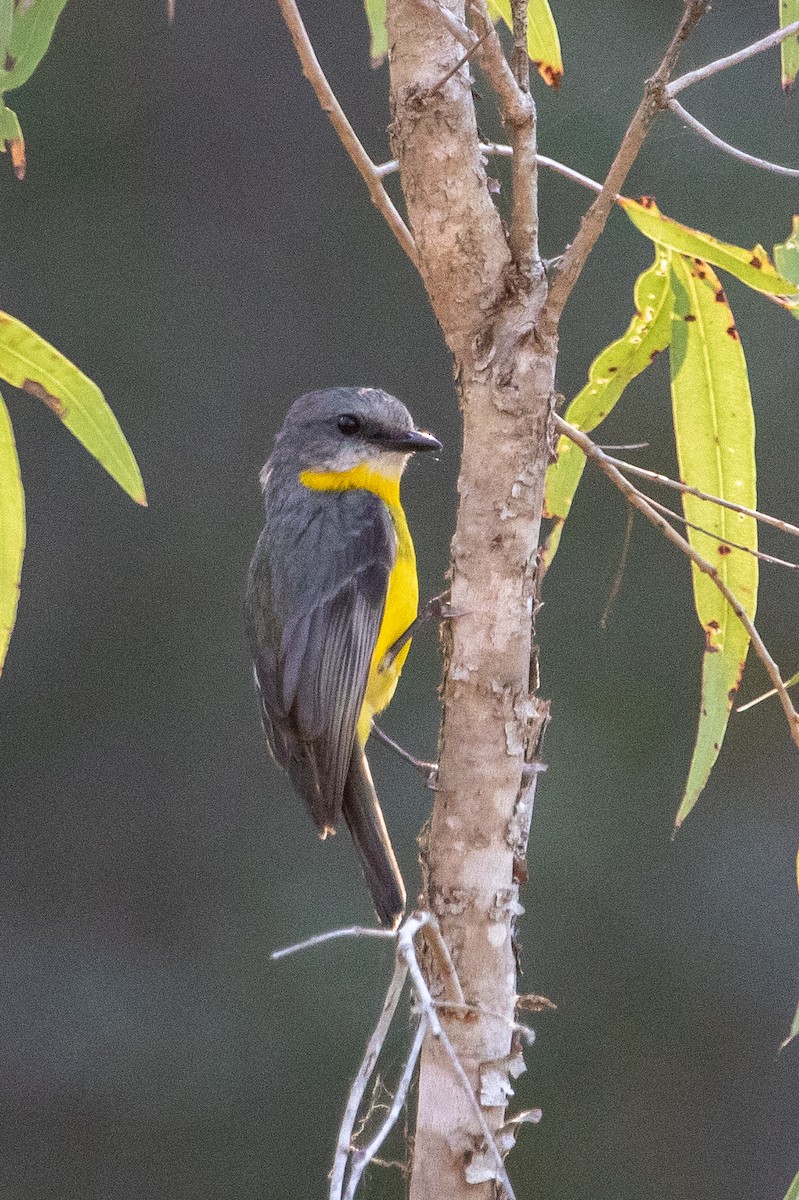 Eastern Yellow Robin - ML645485108