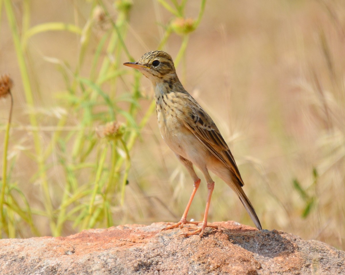 Richard's Pipit - ML645485123