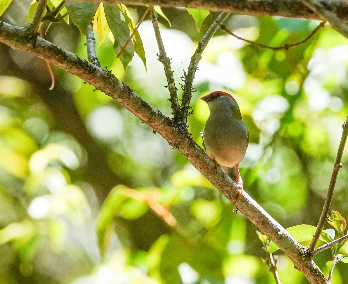 Red-browed Firetail - ML645485124