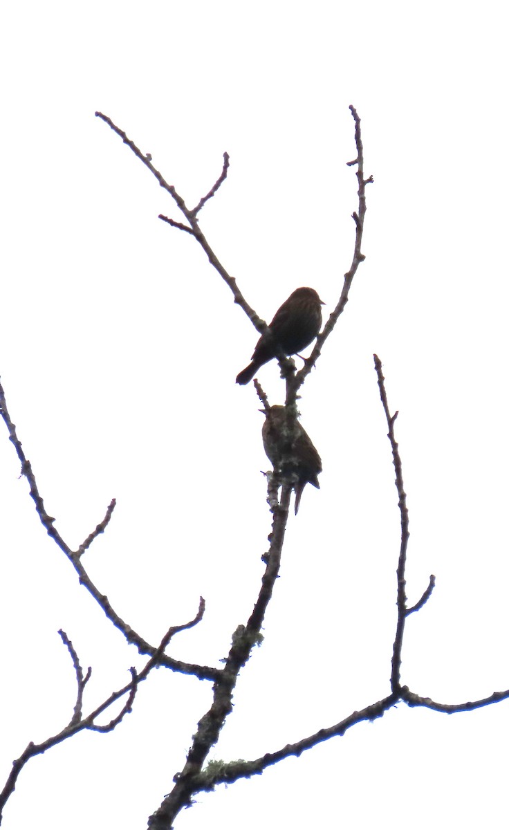 Estornino Pinto - ML645485125