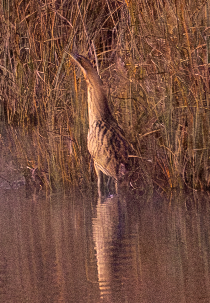 Eurasian Bittern - ML645485133