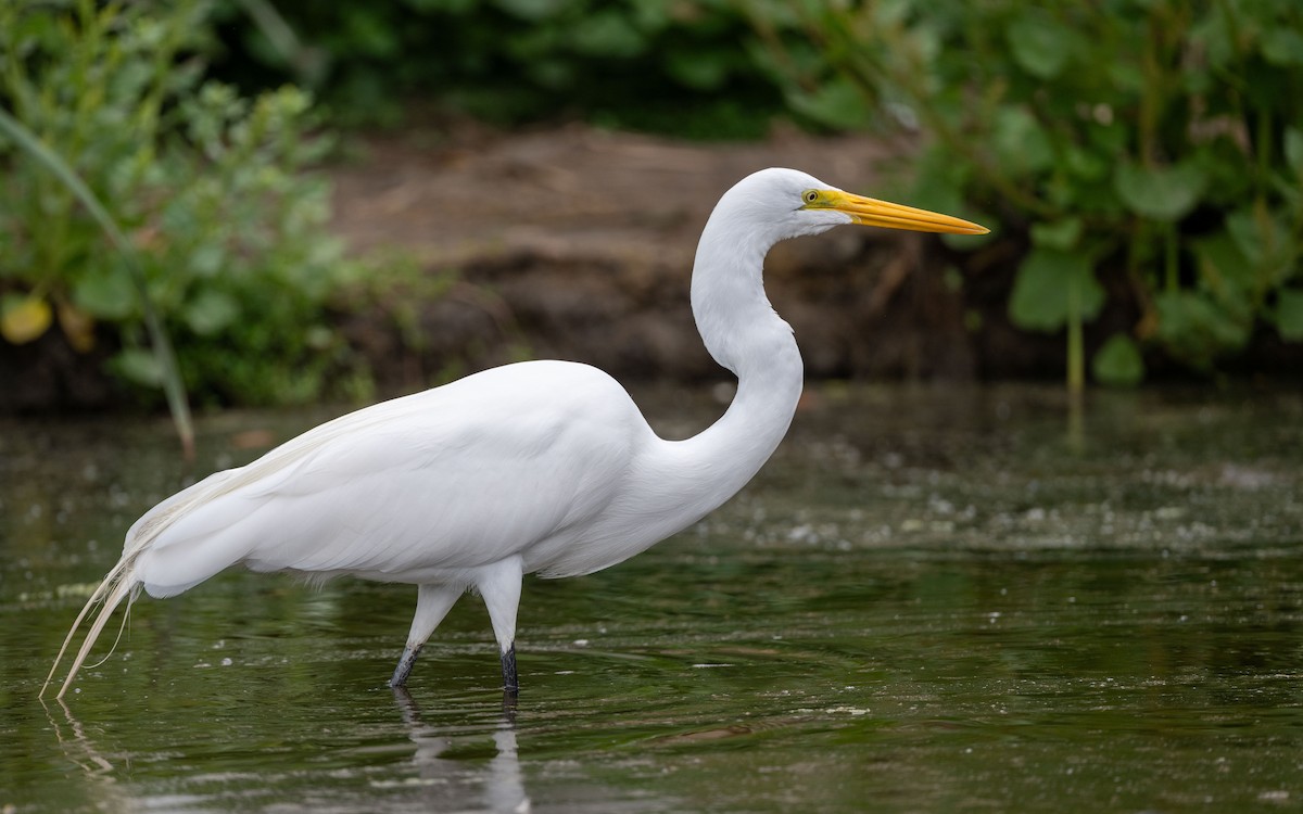 Garceta Grande - ML645485177