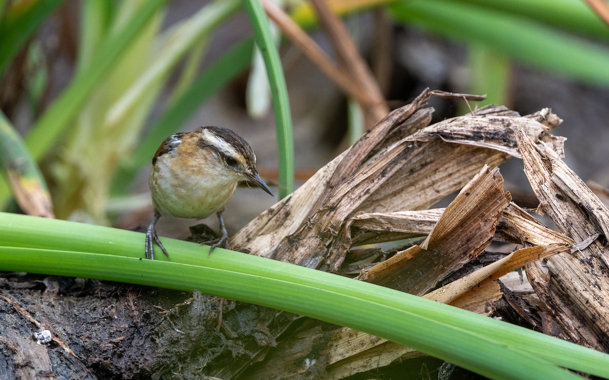 Junquero troglodyte - ML645485184