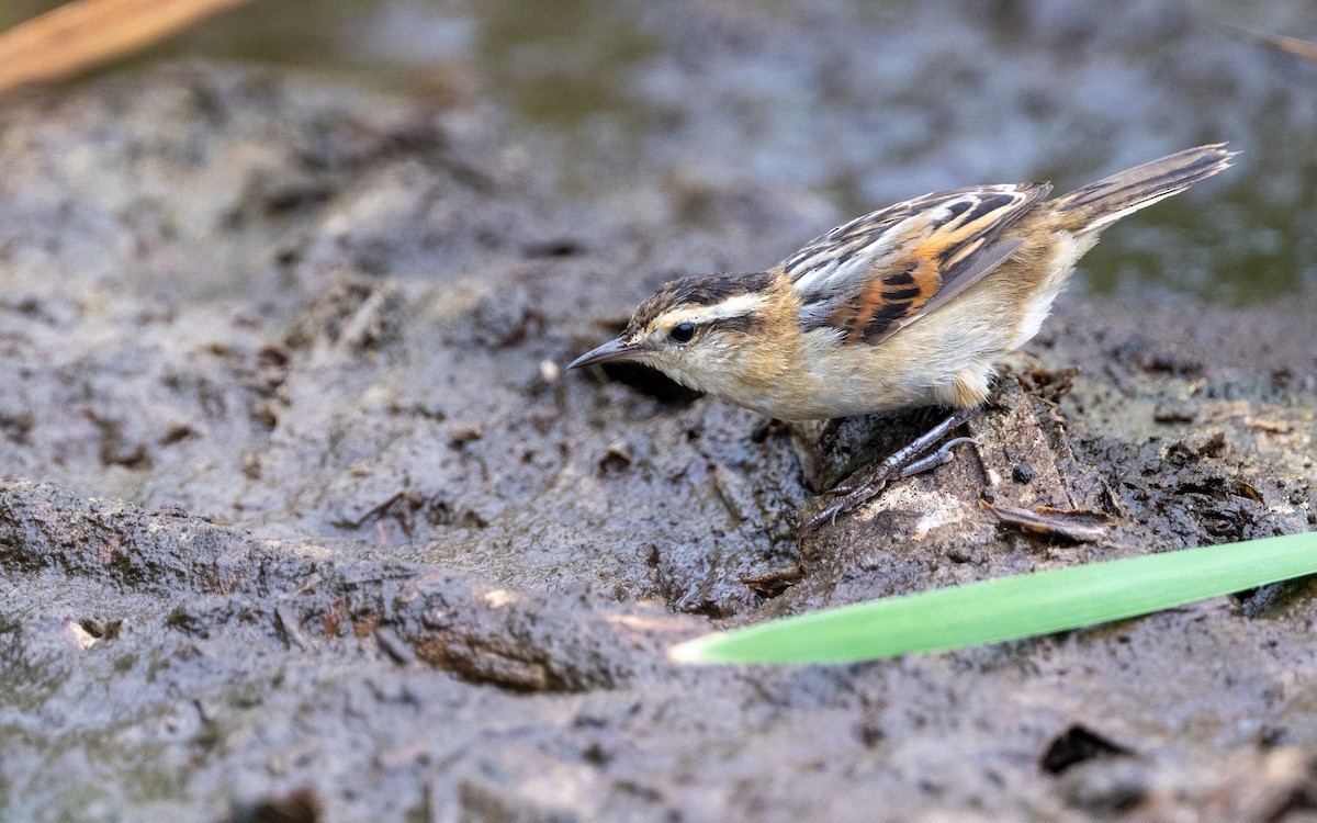 Junquero troglodyte - ML645485185