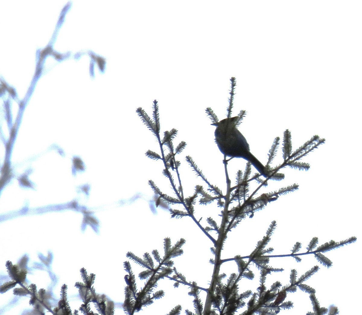 Chara de Steller - ML645485189