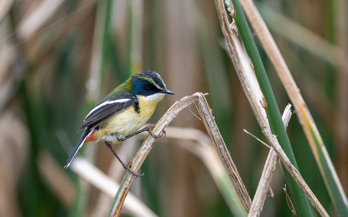 Many-colored Rush Tyrant - ML645485190