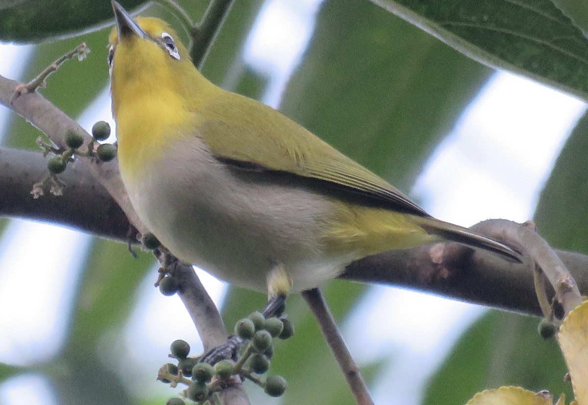 Zostérops des Philippines - ML645485192