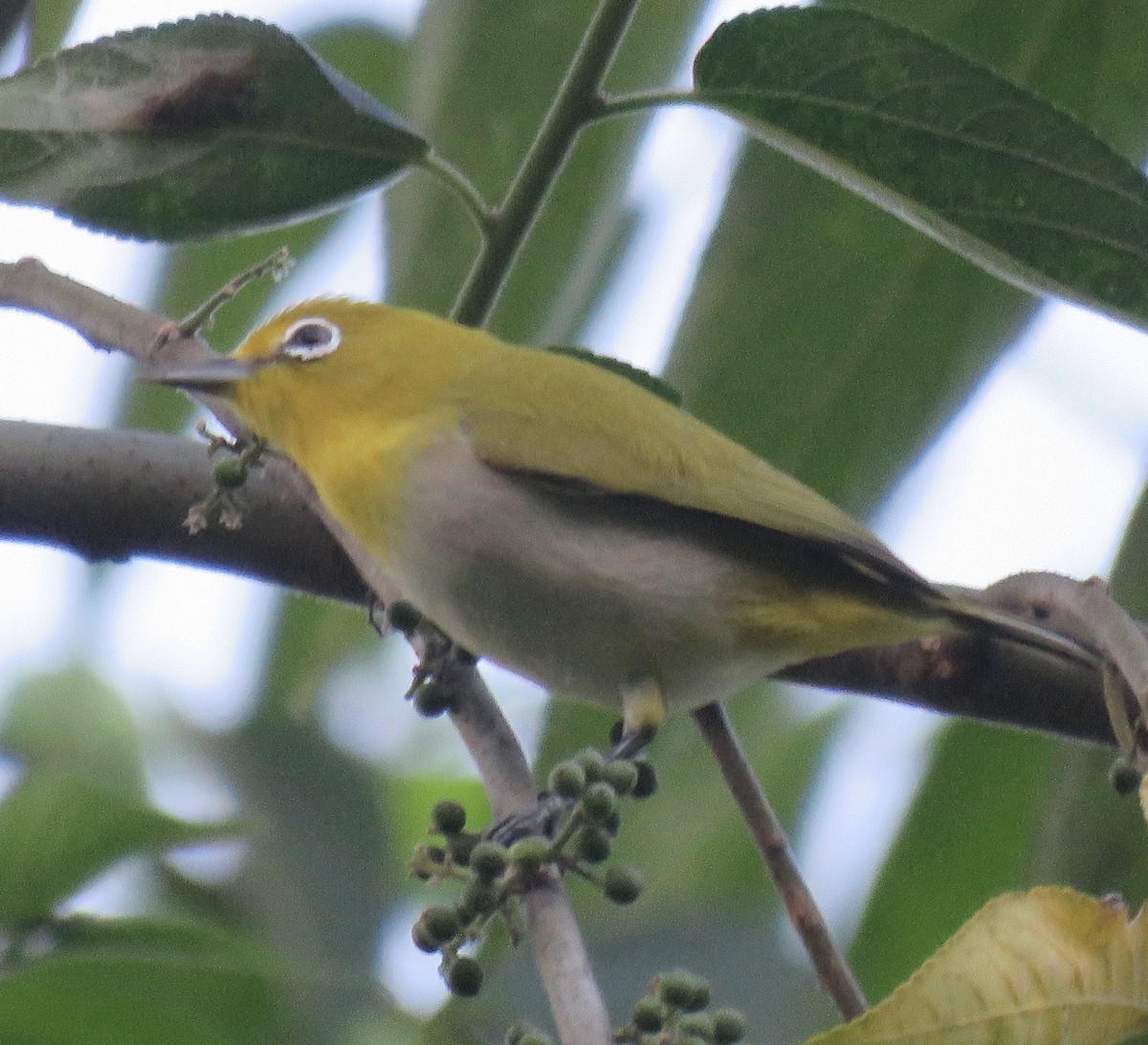 Zostérops des Philippines - ML645485193