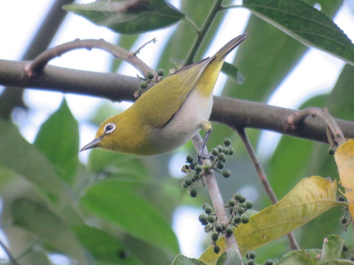 Zostérops des Philippines - ML645485194