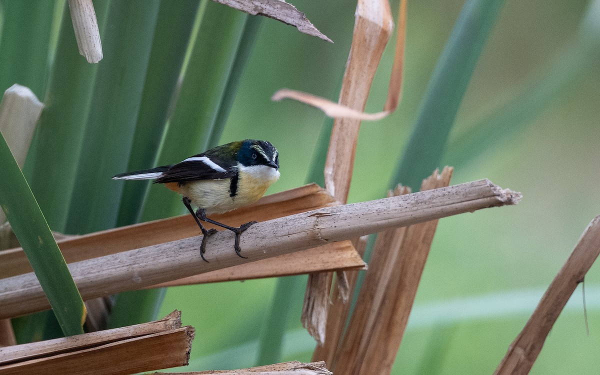 Many-colored Rush Tyrant - ML645485195