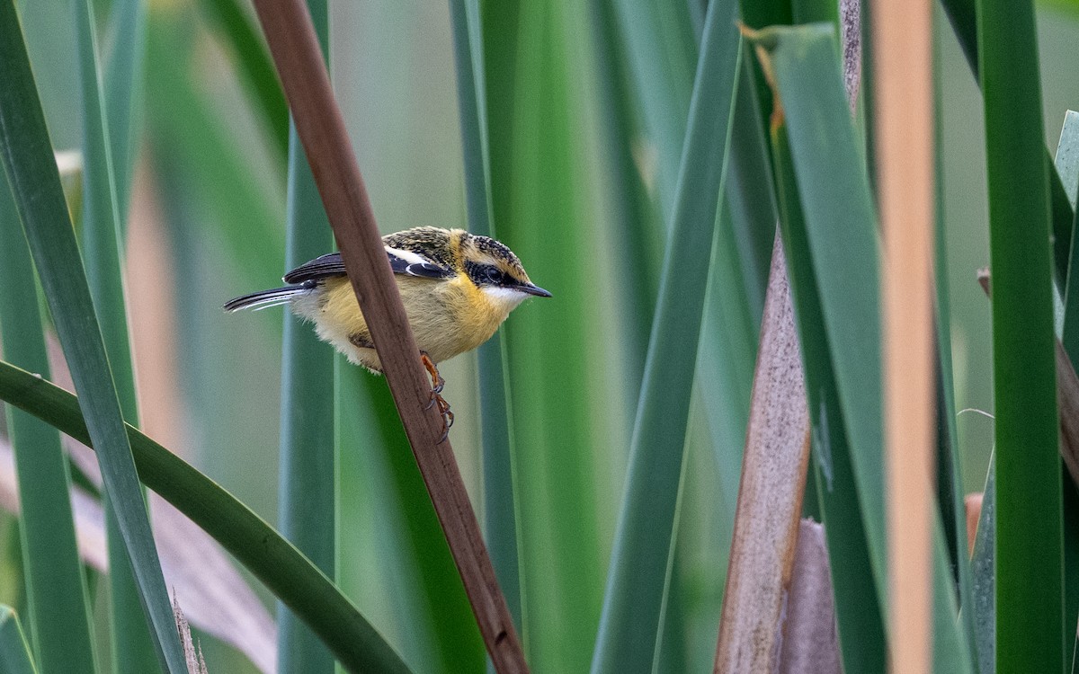 Many-colored Rush Tyrant - ML645485196