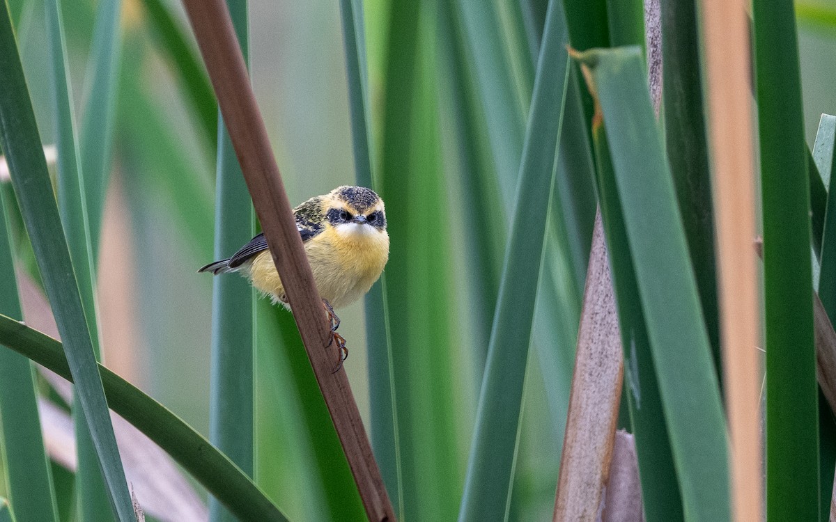 Many-colored Rush Tyrant - ML645485197