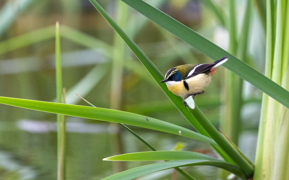 Many-colored Rush Tyrant - ML645485198