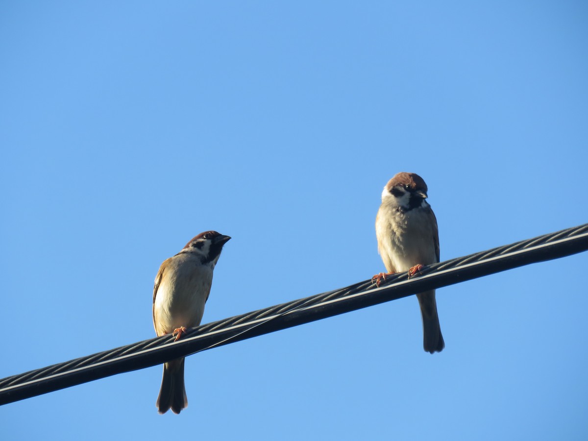 Ağaç Serçesi - ML645485199