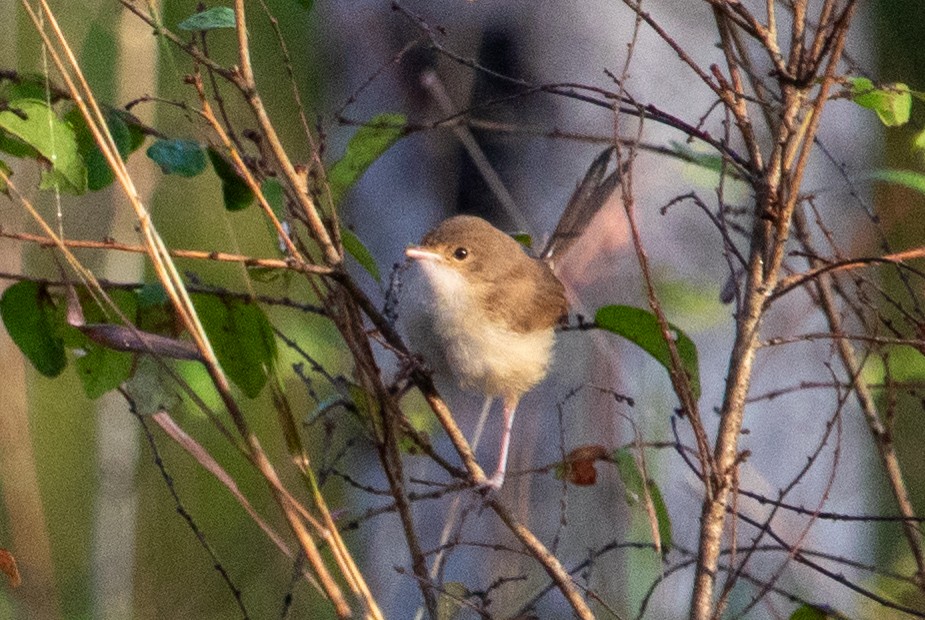 Red-backed Fairywren - ML645485204