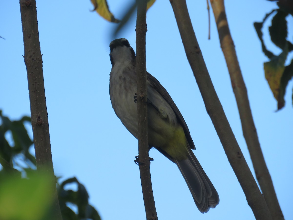 Bulbul goiavier (groupe goiavier) - ML645485206