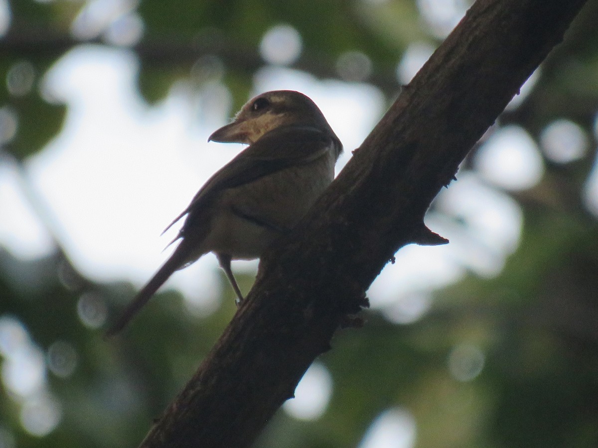Pie-grièche brune - ML645485207