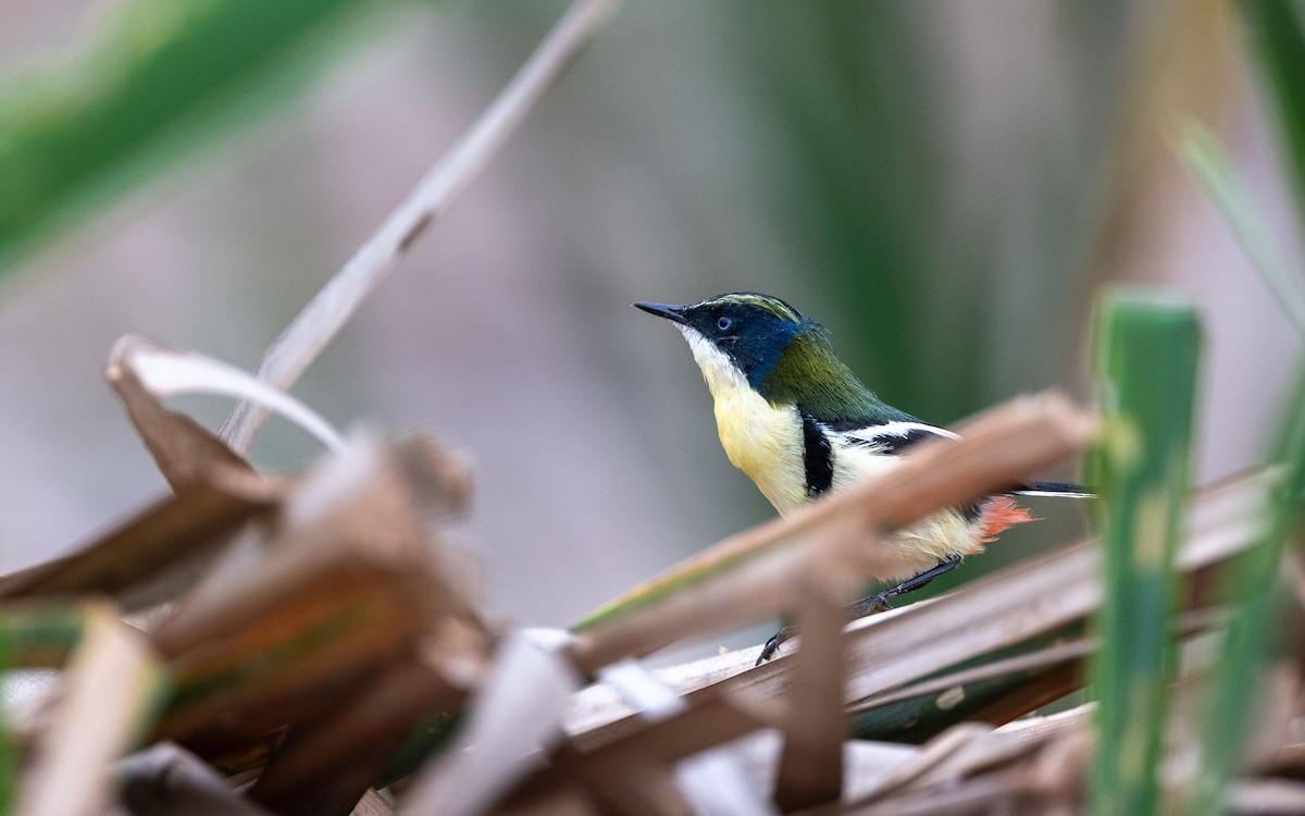 Many-colored Rush Tyrant - ML645485209