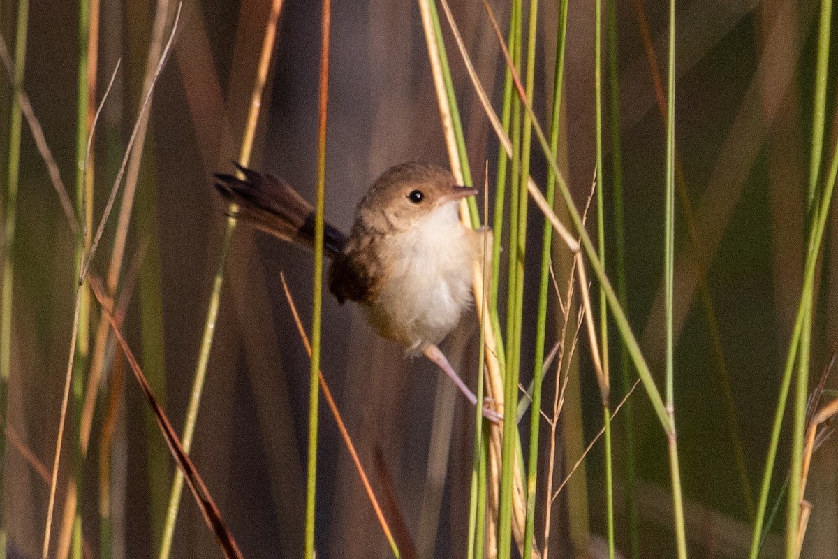 Red-backed Fairywren - ML645485210
