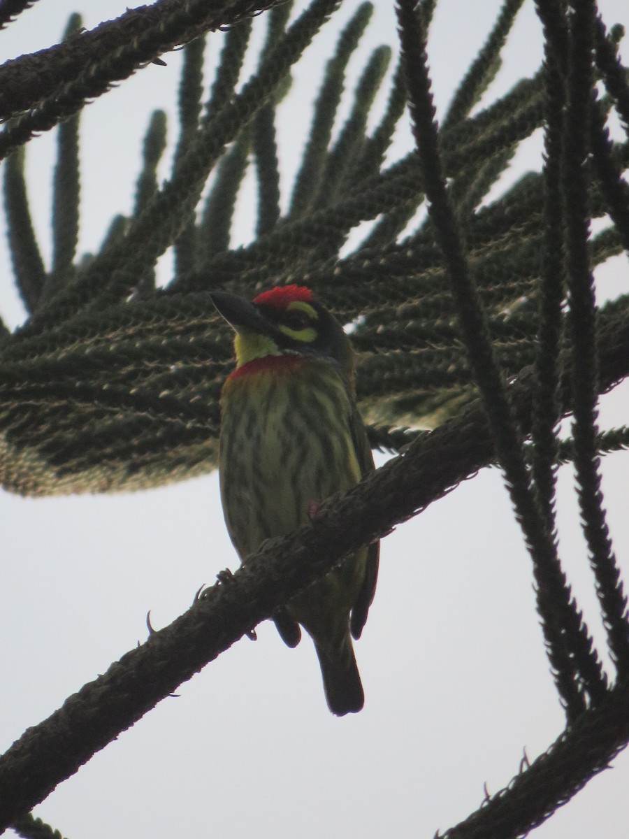 Barbu à plastron rouge (groupe haemacephalus) - ML645485211