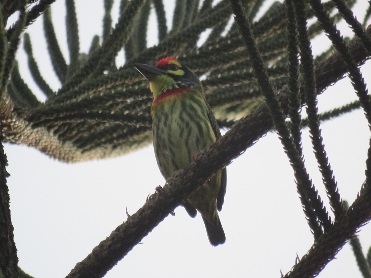 Barbu à plastron rouge (groupe haemacephalus) - ML645485212