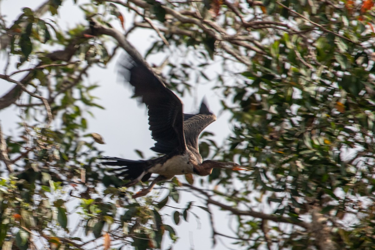 Australasian Darter - ML645485233