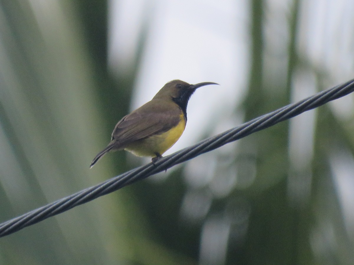 Souimanga à dos vert - ML645485234