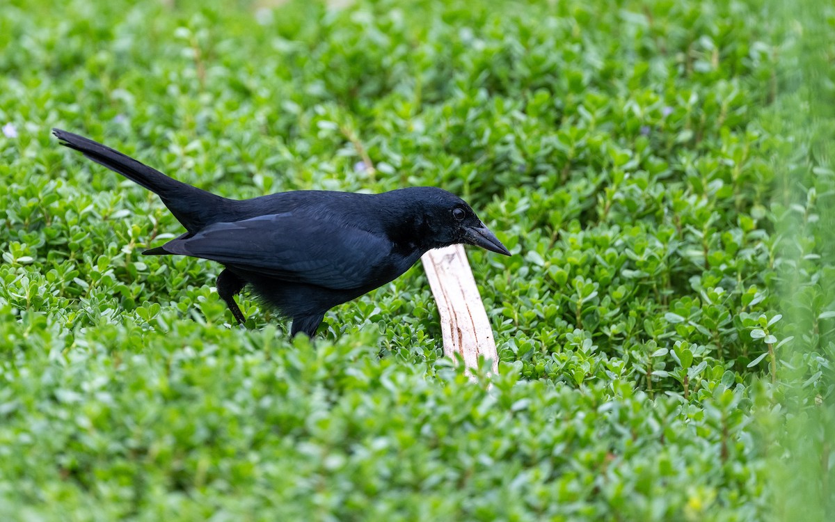 Scrub Blackbird - ML645485236