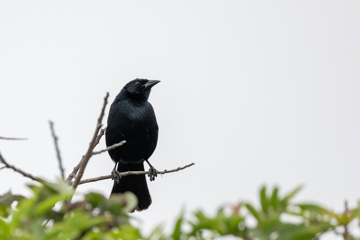 Scrub Blackbird - ML645485237
