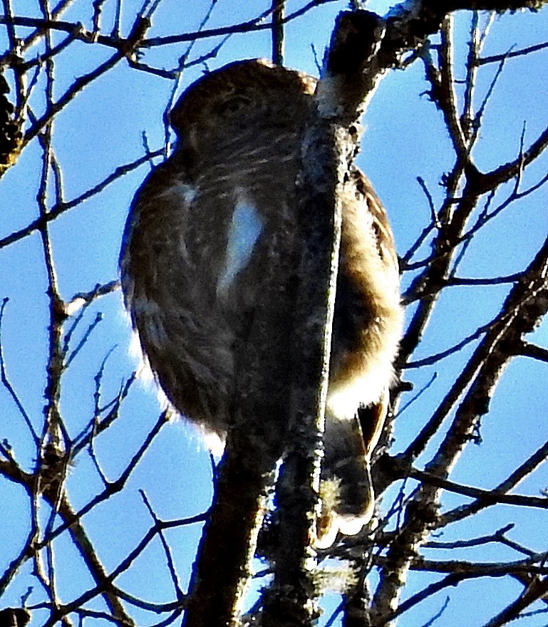 Collared Owlet - ML645485240