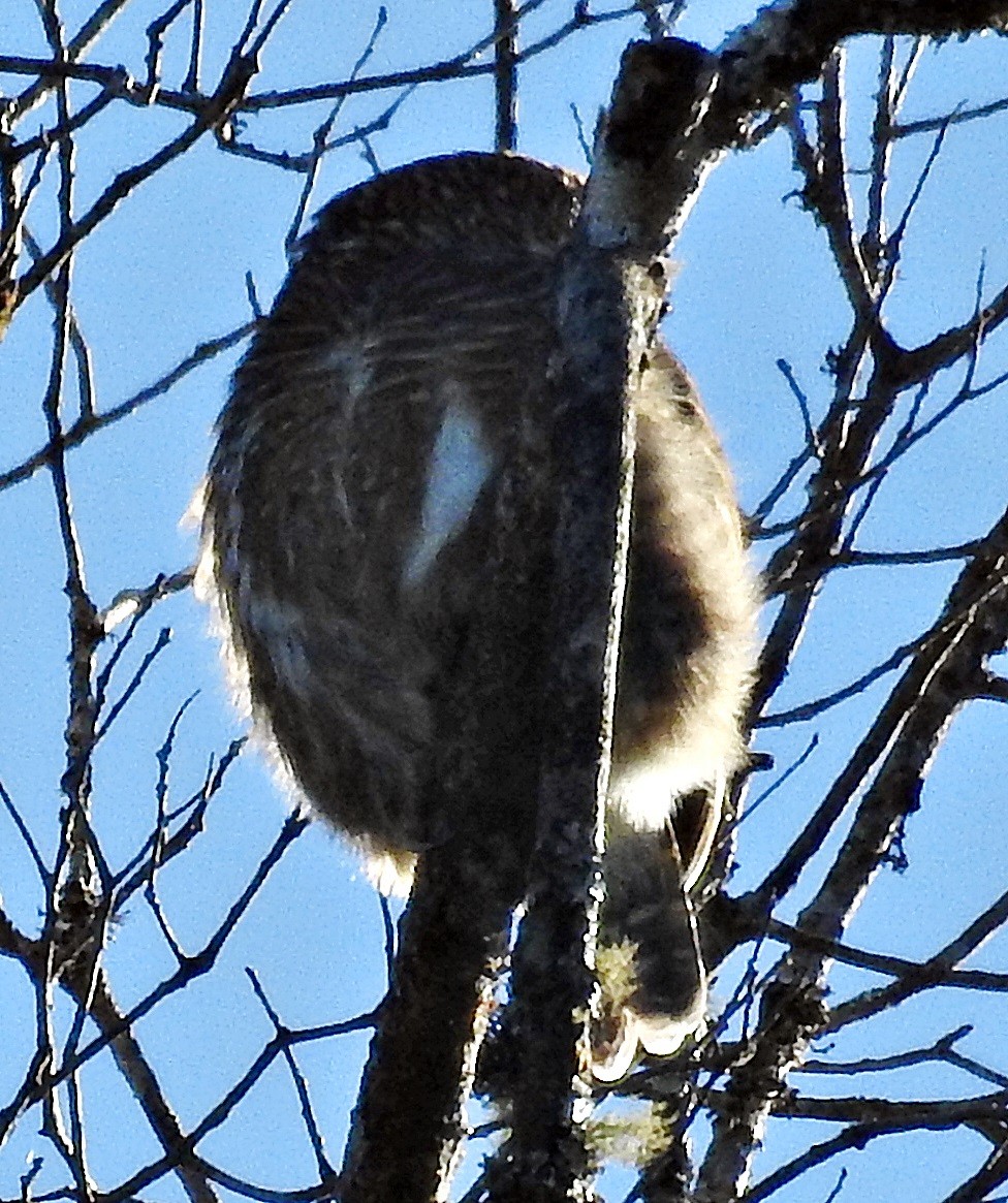 Collared Owlet - ML645485241