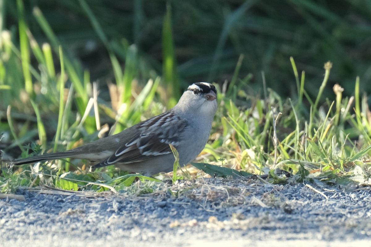 Porsuk Serçesi - ML645485242