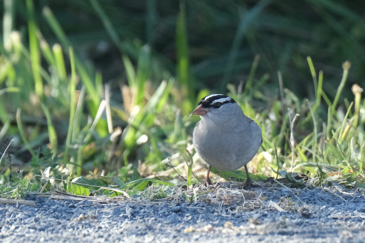 Porsuk Serçesi - ML645485243