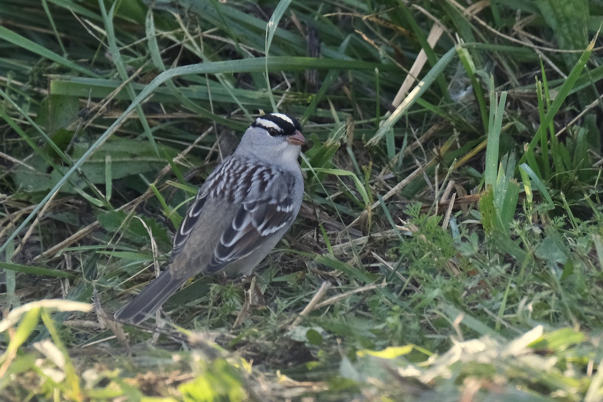 Porsuk Serçesi - ML645485244