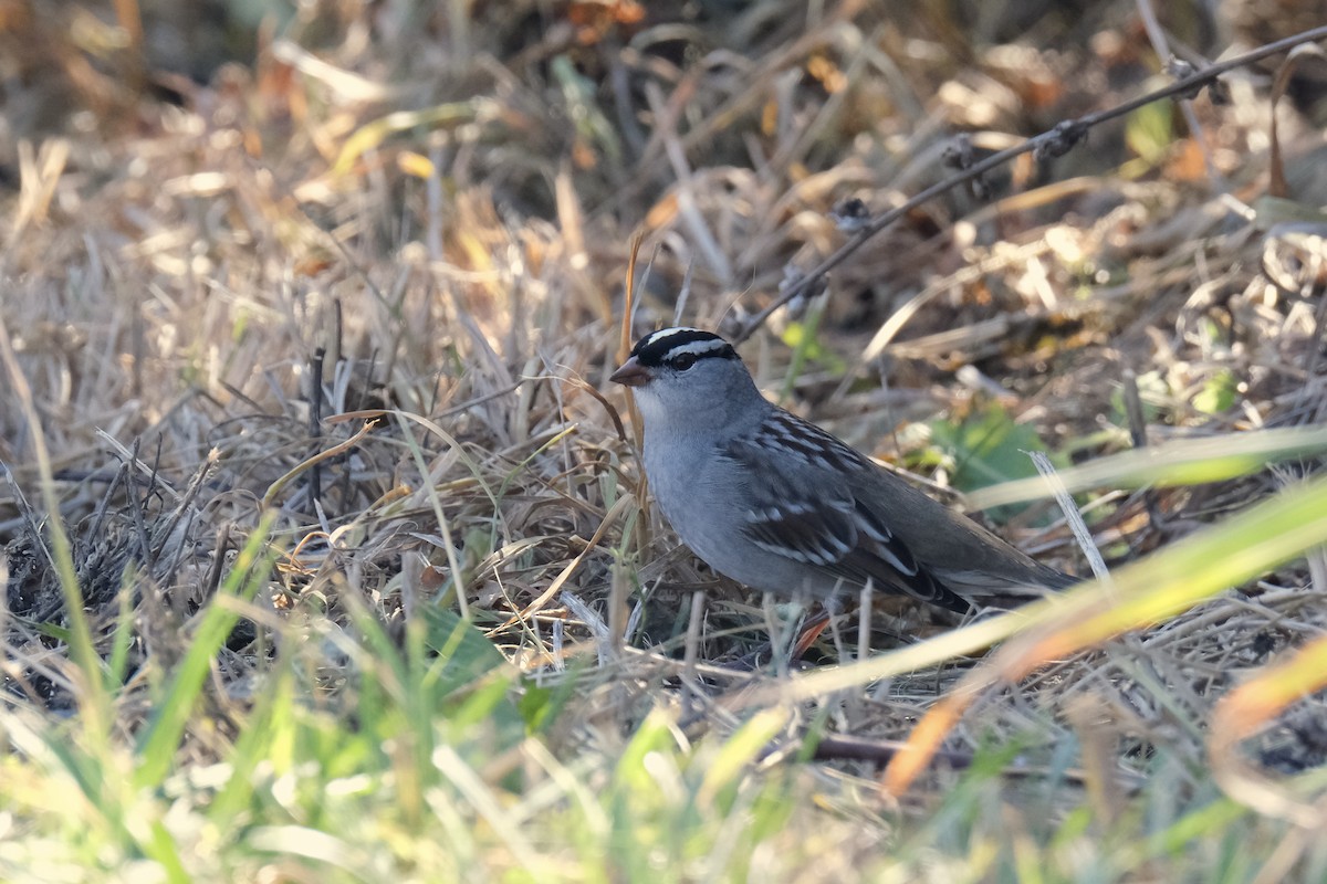 Porsuk Serçesi - ML645485245