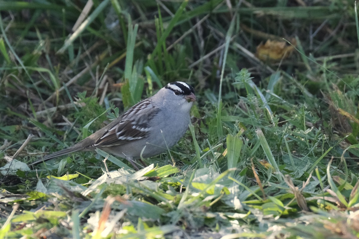 Porsuk Serçesi - ML645485246