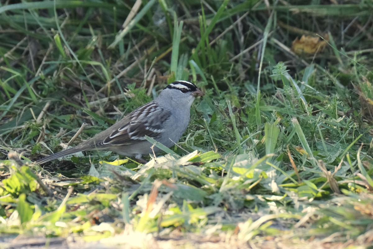 Porsuk Serçesi - ML645485247