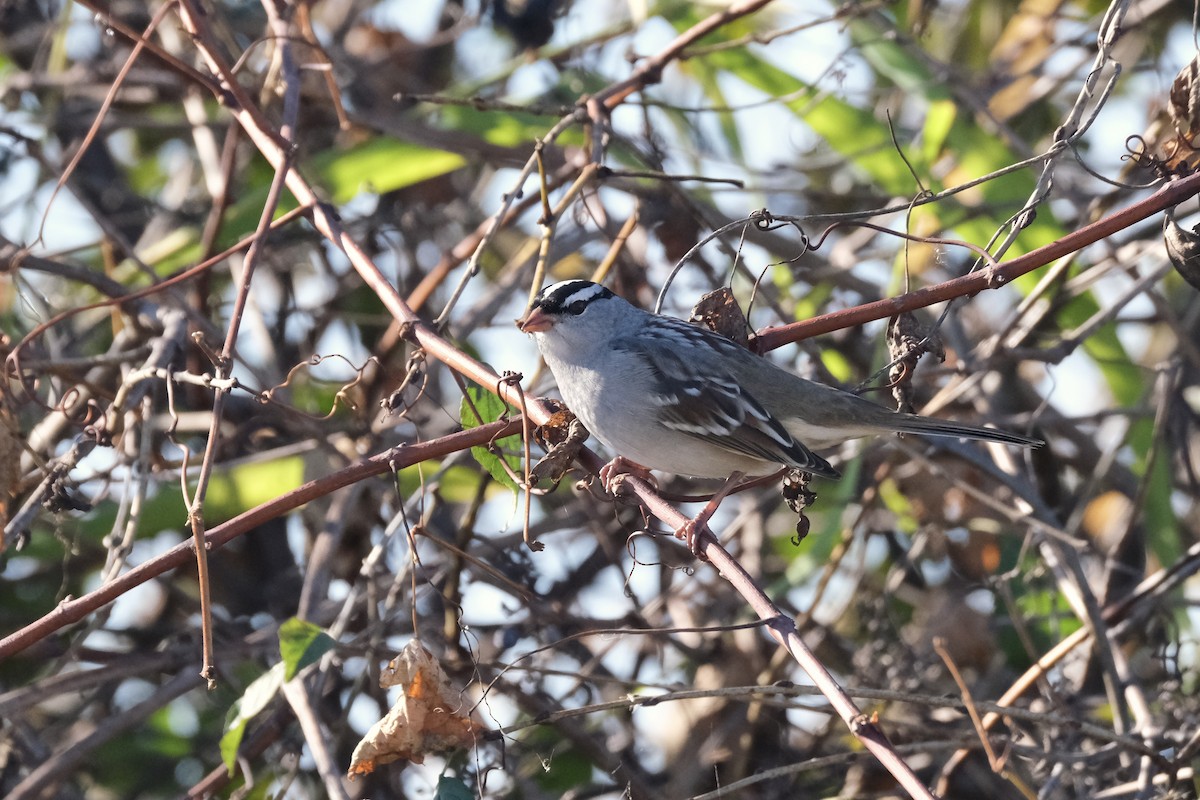 Porsuk Serçesi - ML645485248