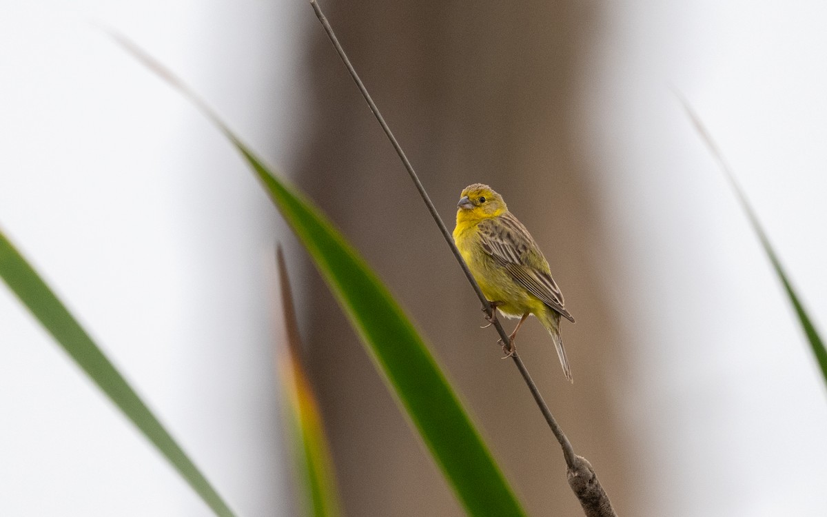 Короткоклювый зерноед - ML645485249