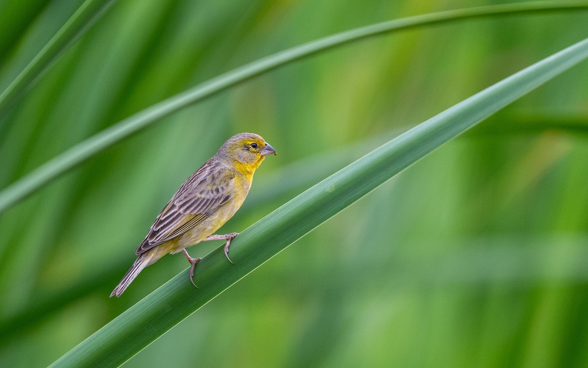 Короткоклювый зерноед - ML645485250
