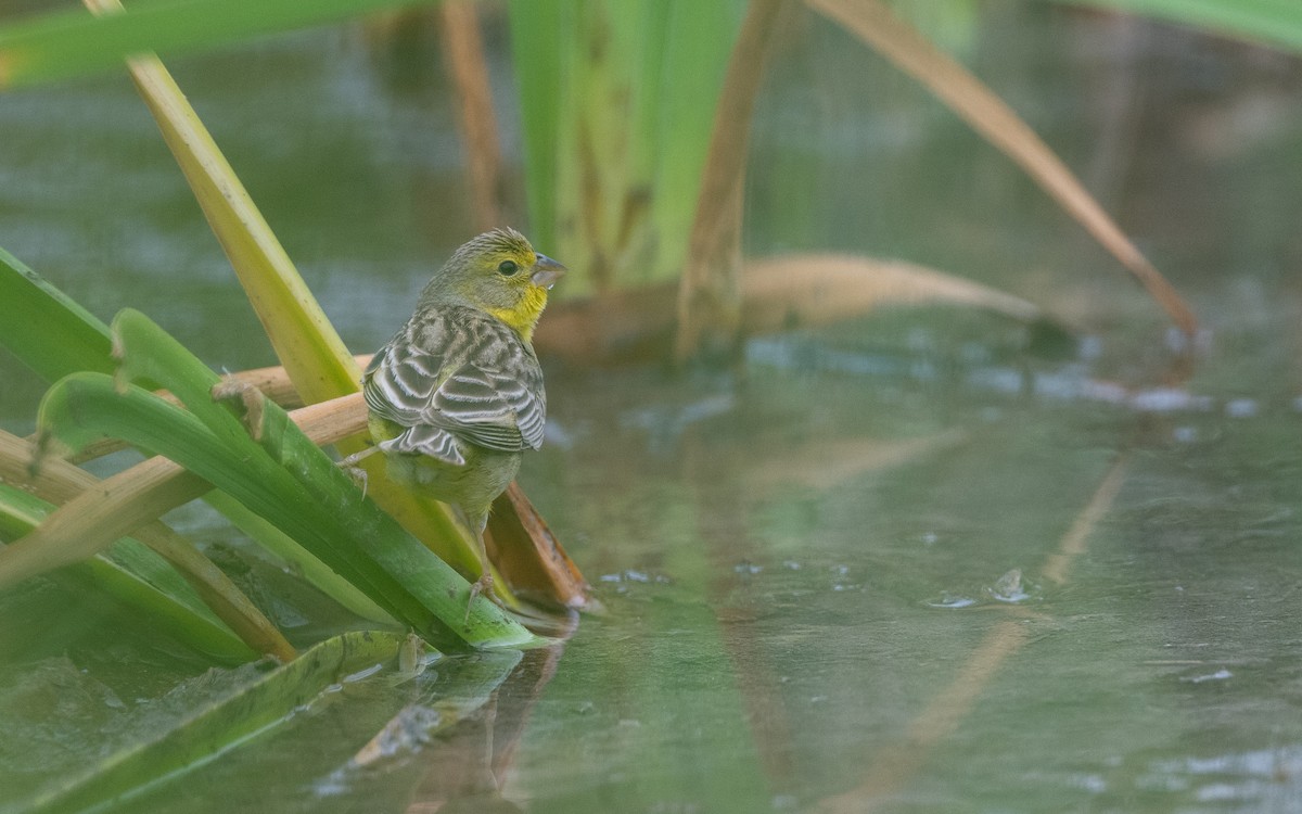 Короткоклювый зерноед - ML645485251